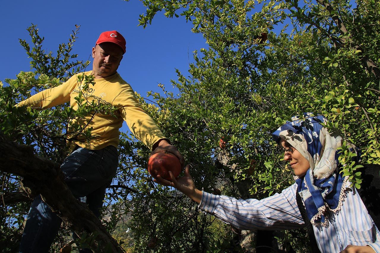 Bu narın tanesi 1.5 kilogram! - Resim: 4
