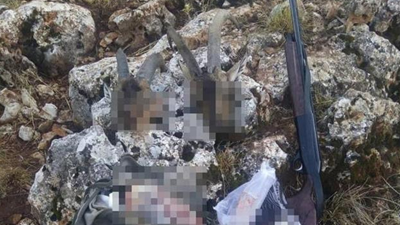 İki yaban keçisi avlayan avcıya büyük ceza!