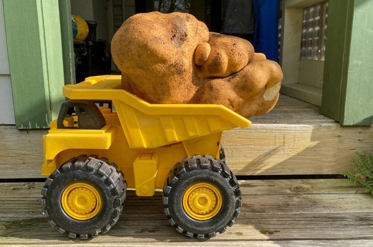 Dünyanın en büyük patatesi bulundu - Resim: 3