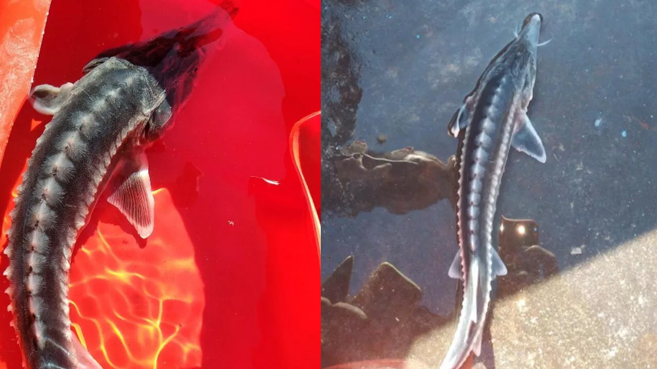 Tunceli'de balıkçılar yakaladı: Bu balığın eti 100, havyarı 2 milyon lira