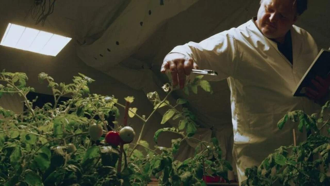 Bilim insanları ''Mars ortamında'' domates üretmeyi başardı