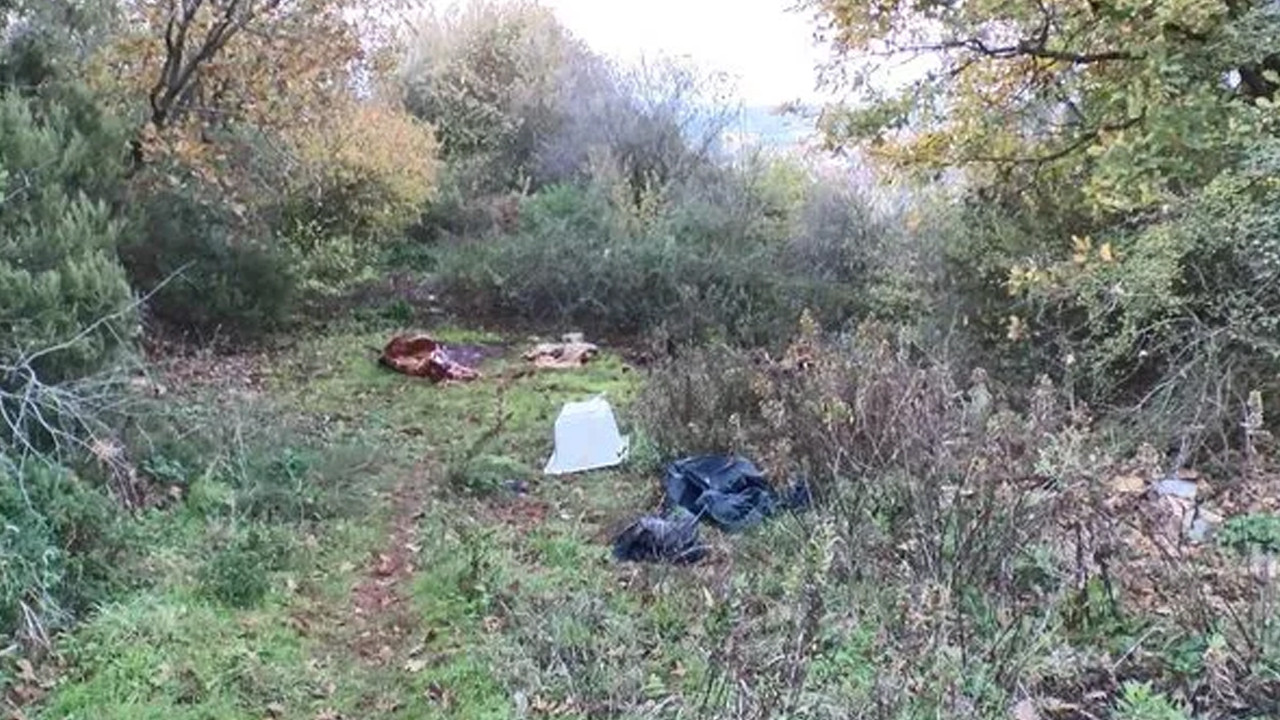 Sarıyer'de korkunç olay: Orman içinde kesilmiş atlara ait parçalar bulundu!