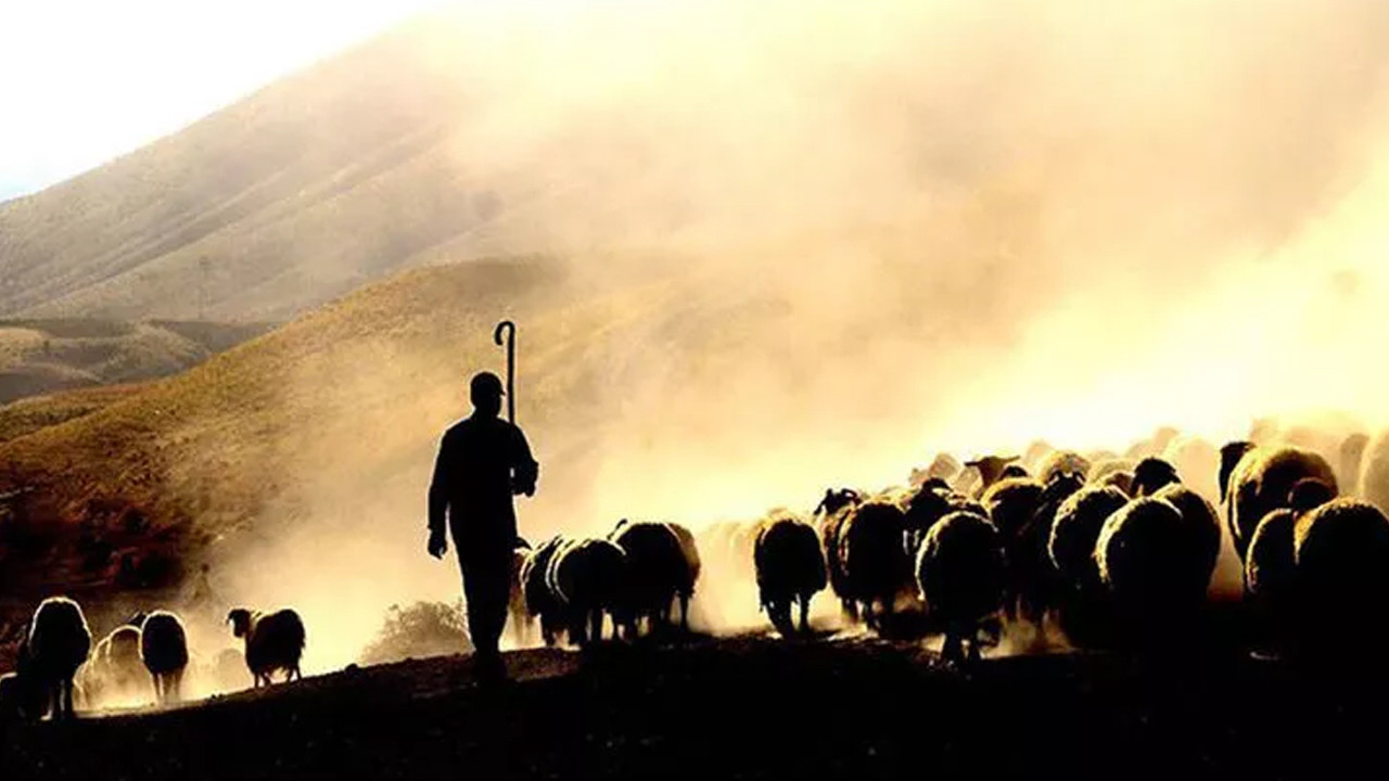 ''Elimde çok kaliteli Afgan çoban var'' ilanı veren şahıs gözaltına alındı