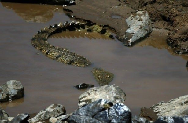 Hamile kadının feci ölümü! Çamaşır yıkarken timsaha yem oldu - Resim: 1
