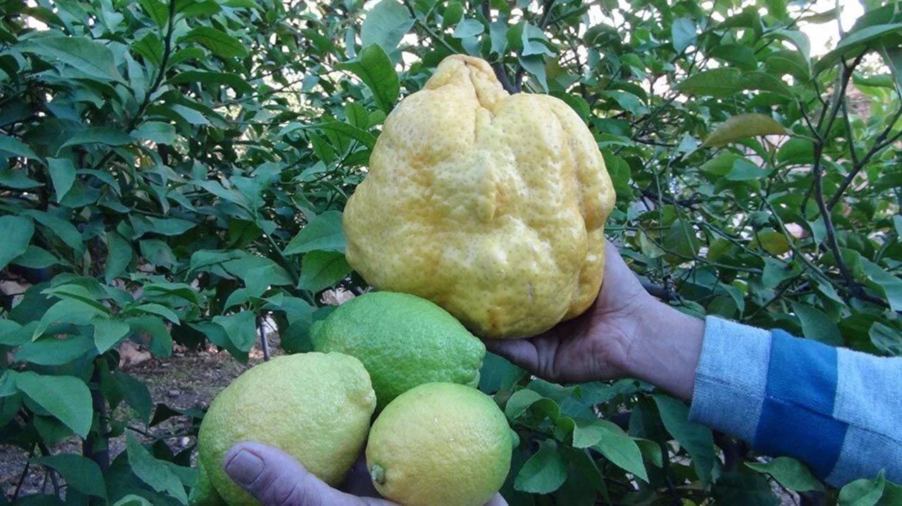 Bu limonun fiyatı 1000 lira!