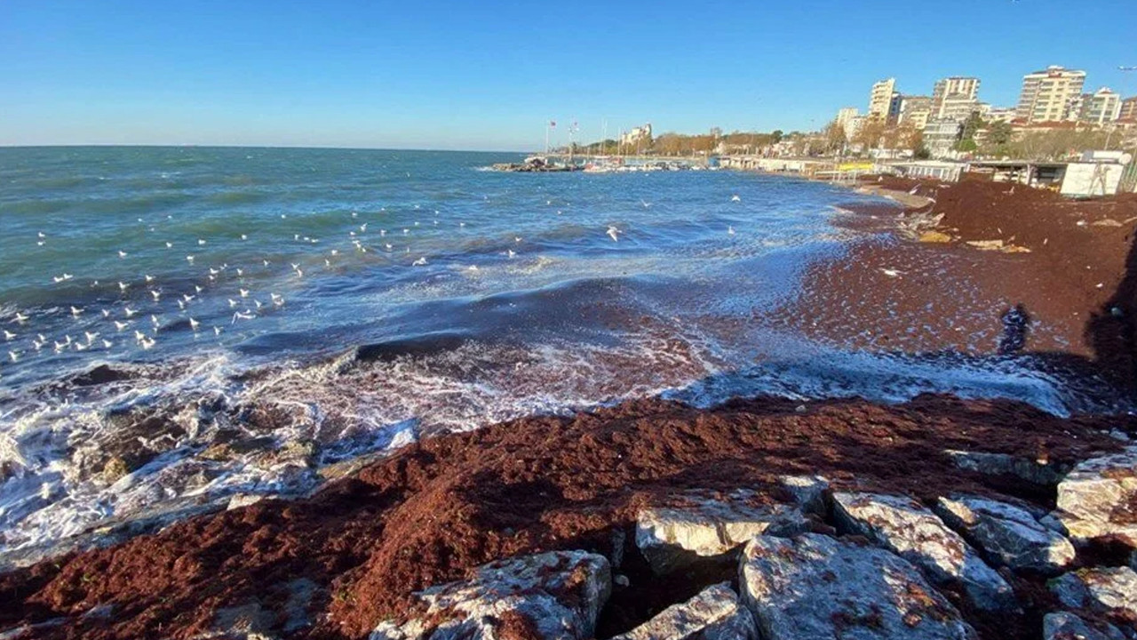 Kadıköy'de sahili yine kırmızı yosun sardı