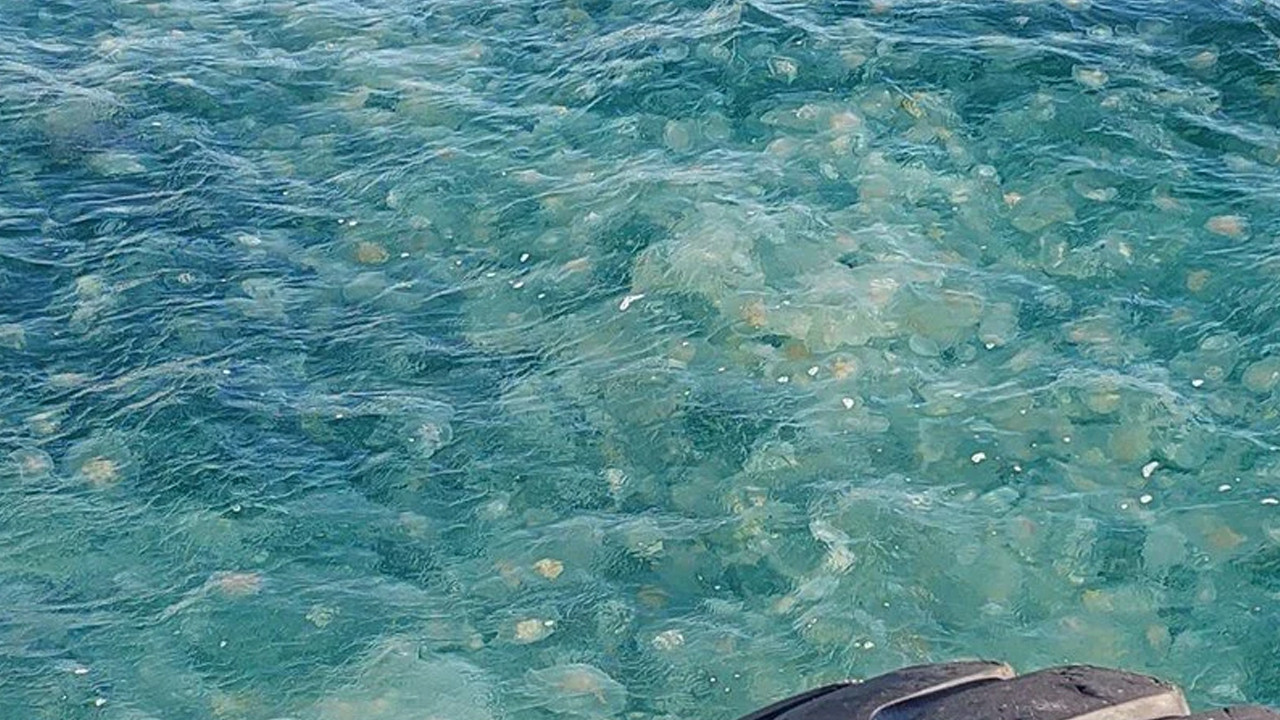 Marmara'da denizanası istilası