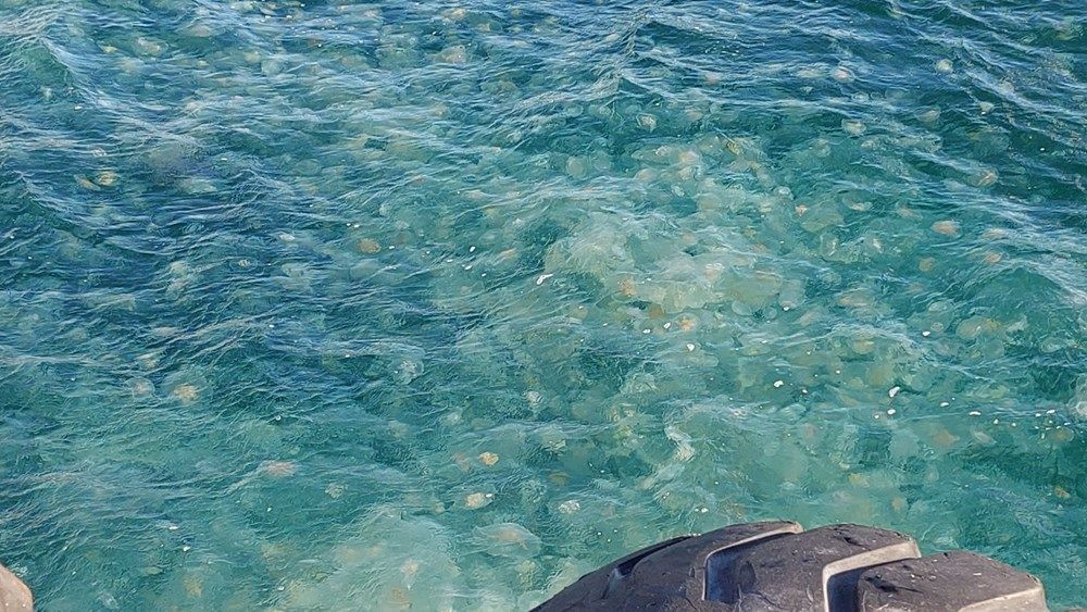 Marmara'da denizanası istilası