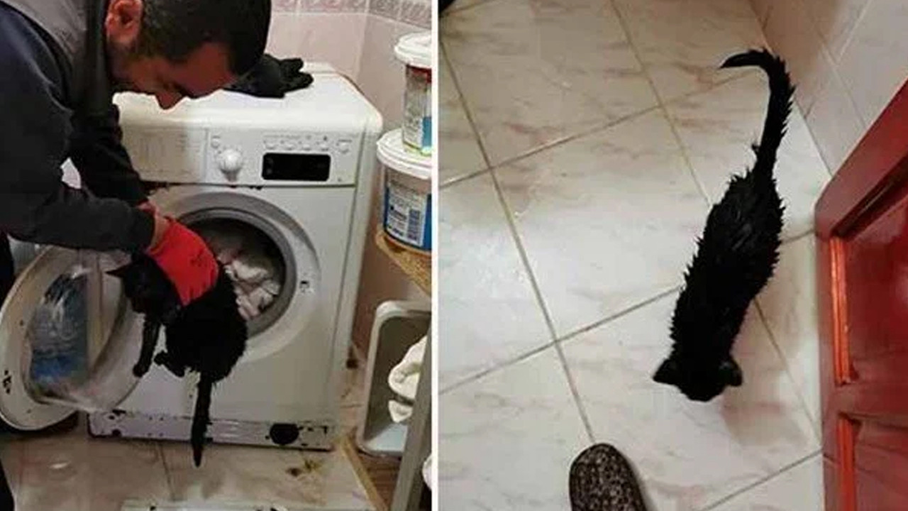Sahibi çamaşır makinesine attı, itfaiye kurtardı