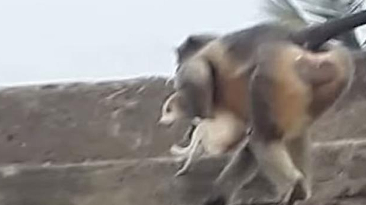 Maymun çetesinden intikam saldırısı: 250 köpek öldü