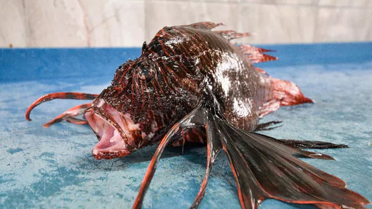 Bu balık yok satıyor: Tezgaha çıktıktan bir gün sonra tükeniyor