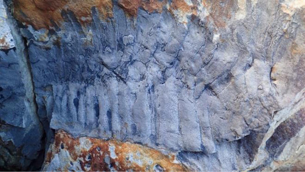 Kaya parçasının içinden çıkan fosil şaşkına çevirdi - Resim: 2