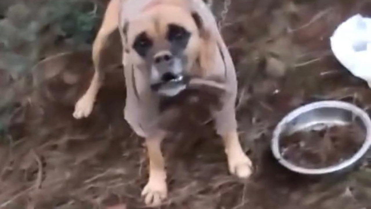 Büyükada'da köpek dövüşü skandalı! Kulaklarını kesmişler