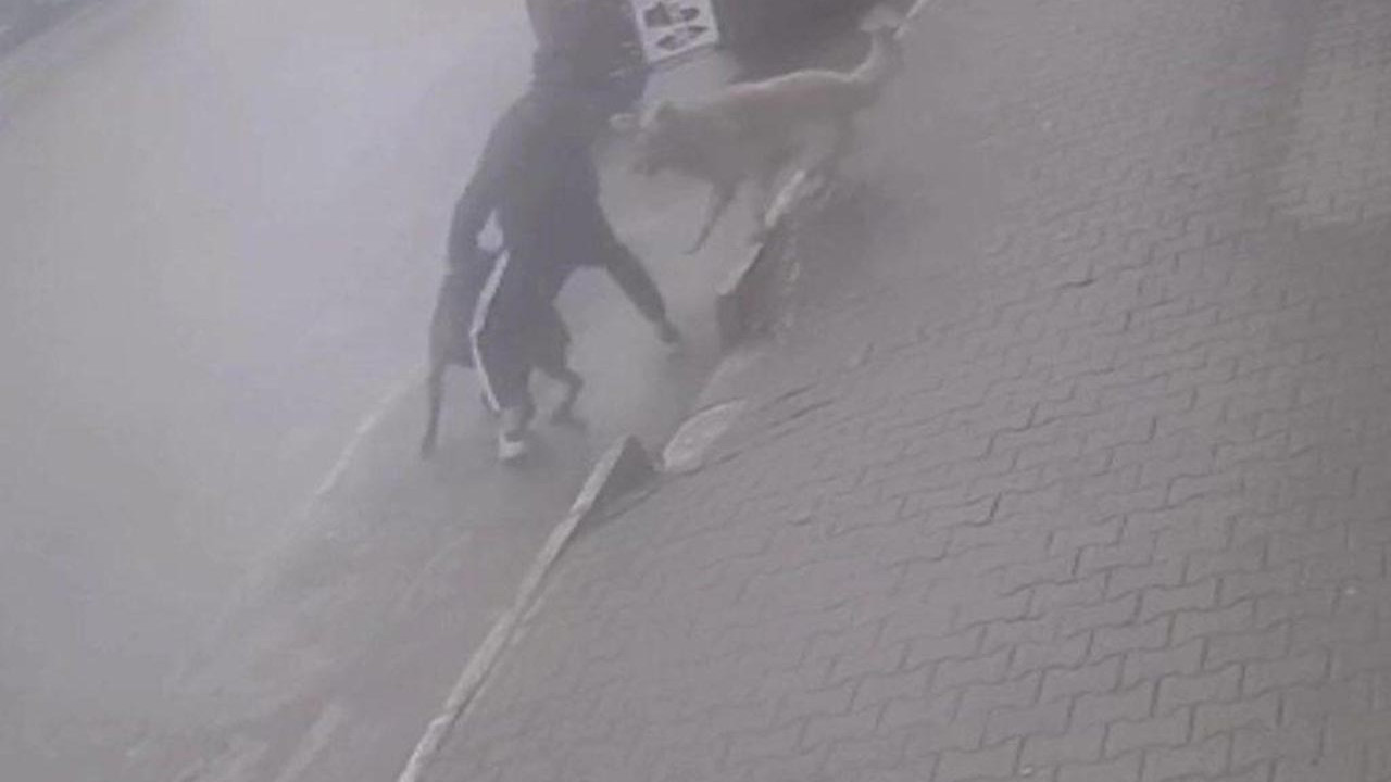Köpeğine saldıran sokak köpeğini böyle bıçakladı