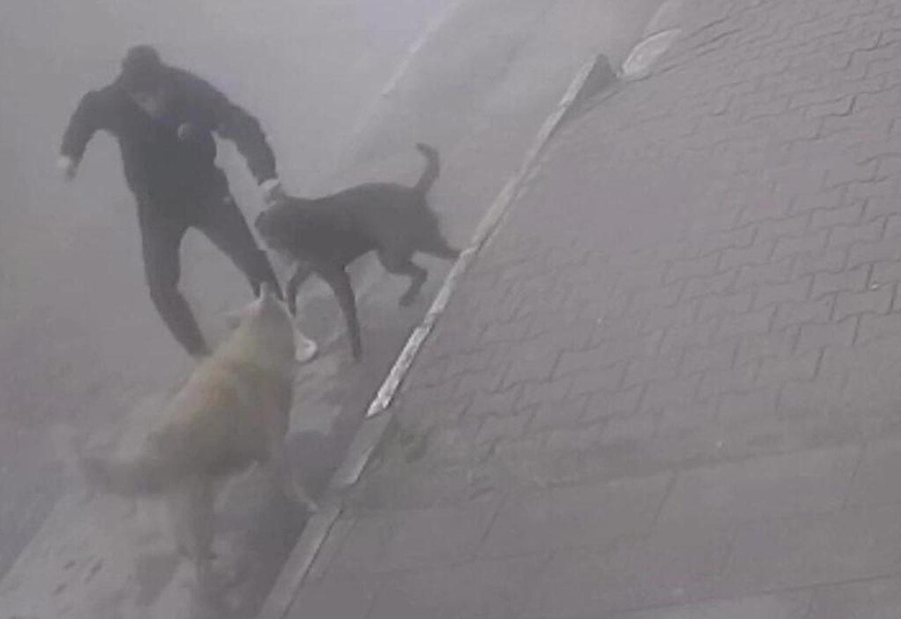 Köpeğine saldıran sokak köpeğini böyle bıçakladı - Resim: 1