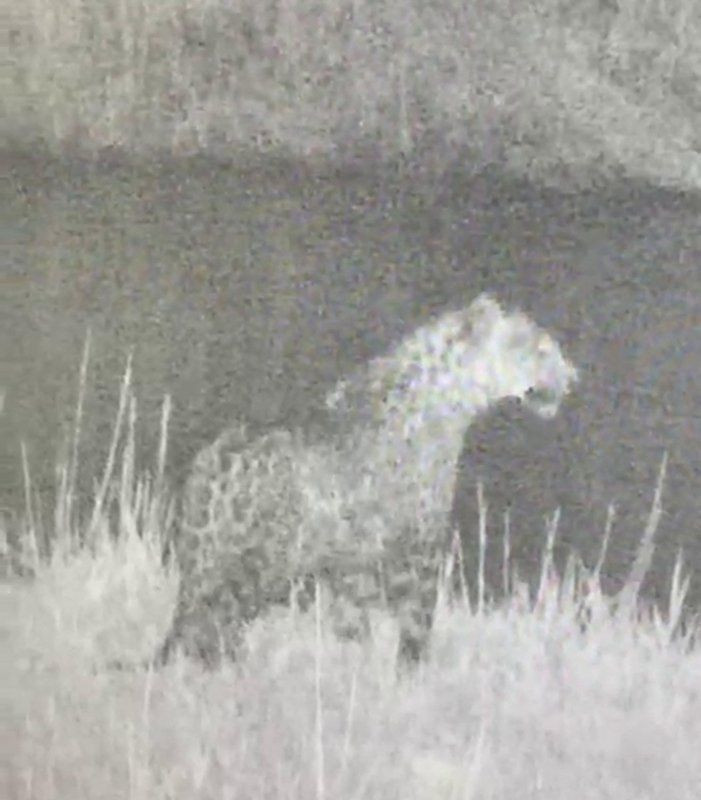 Türkiye'de ikinci kez bir leopar kameralara yakalandı - Resim: 2