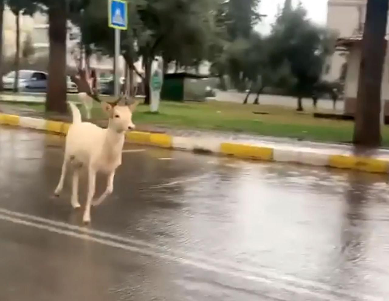 Antalya'da şaşırtan anlar! 2 beyaz geyik herkesi şaşırttı - Resim: 4