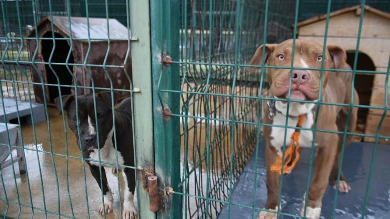Hayvan barınakları yasaklı ırk köpeklerle doldu