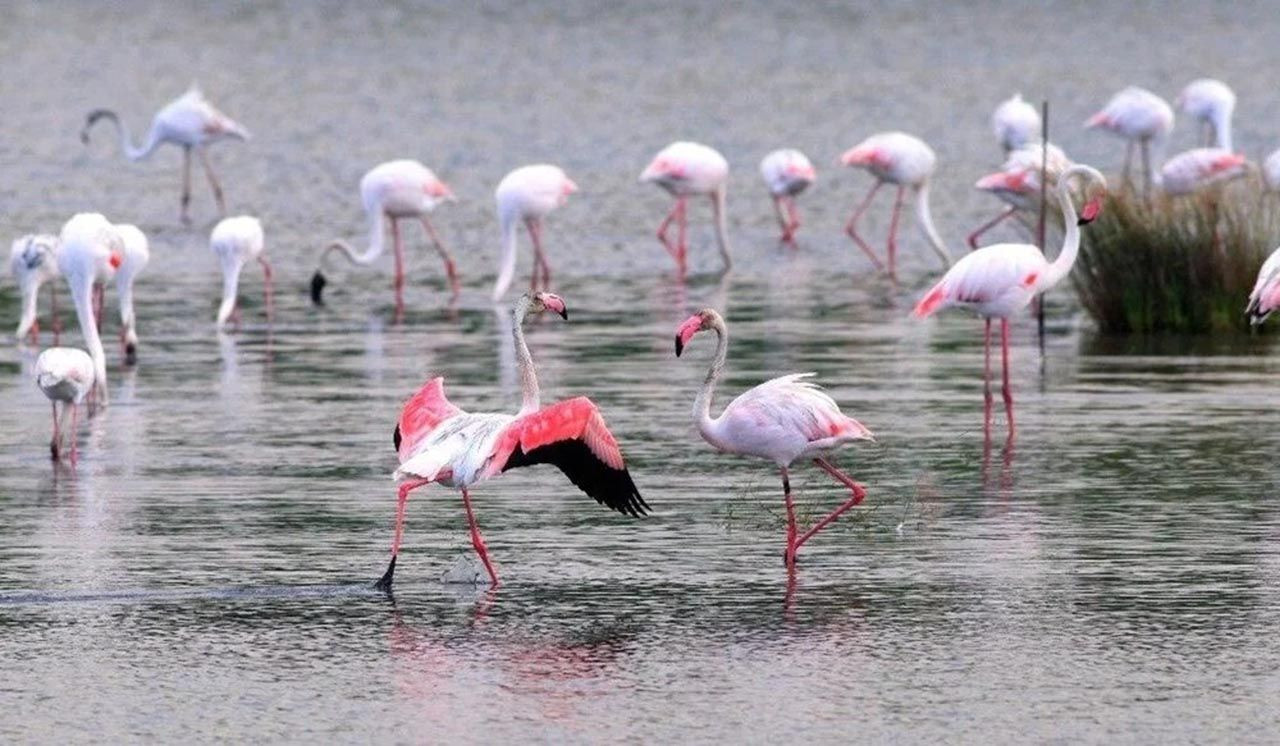 Flamingolardan Türkiye'nin Marmara Bölgesi'ndeki Kuş Oteli'nde büyüleyen görüntüler - Resim: 3