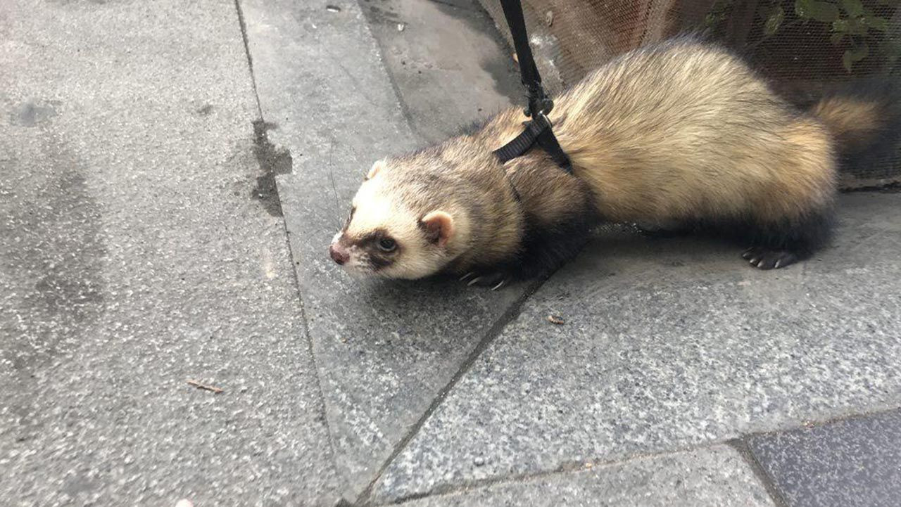 Taksim'de boynuna tasma takıp gezdirdi, gören dönüp bir daha baktı! - Resim: 3