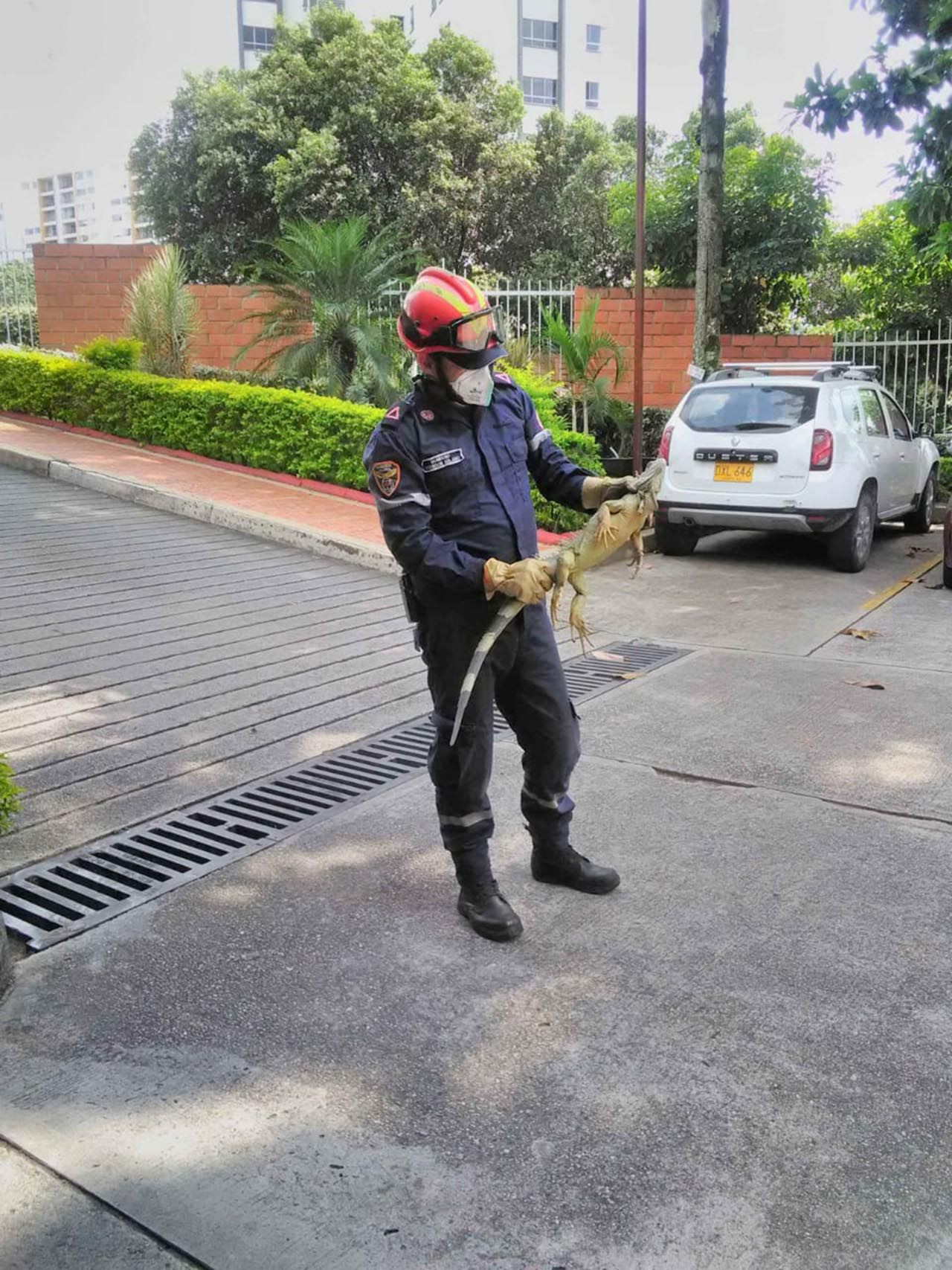 Gökten ''iguana'' yağdı; yetkililer kırmızı alarm verdi! - Resim: 3