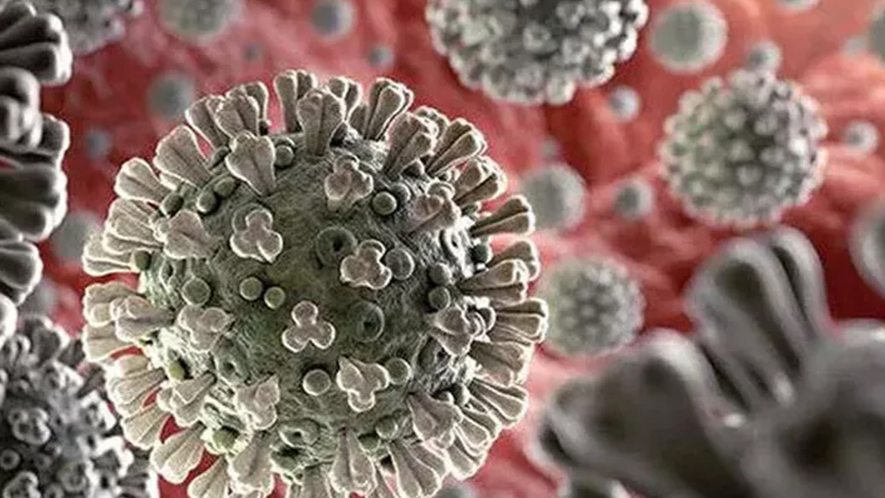 Yüksek bulaş ve ölüm riskine sahip NeoCov virüsüyle ilgili DSÖ'den açıklama