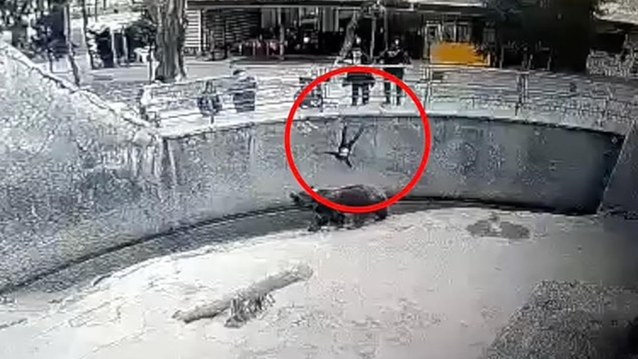Hayvanat bahçesinde korkunç olay! 3 yaşındaki kızını ayının önüne attı