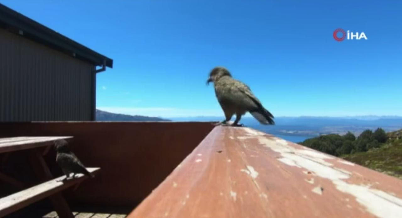Kamera hırsızı papağan kendi uçuşunu kameraya aldı - Resim: 1