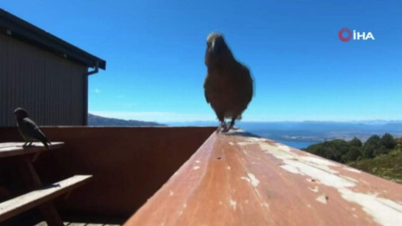 Kamera hırsızı papağan kendi uçuşunu kameraya aldı