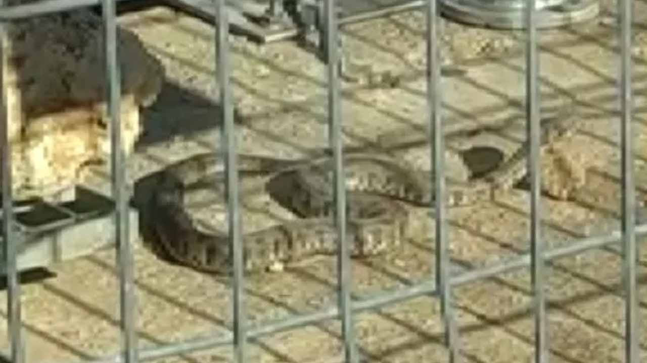Kış ortasında şaşkına çeviren görüntü: Yılanların düzeni bozuldu
