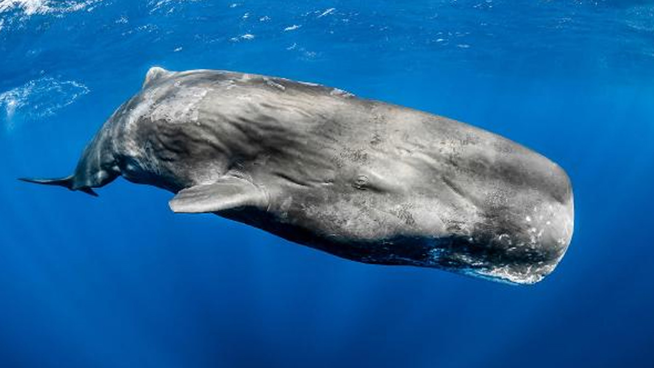 Türkiye kıyılarındaki balinaların nesli tehlikede
