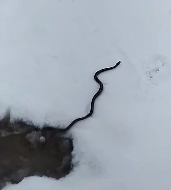 Muş'ta kar üzerinde görüntülenen yılan şaşırttı: İşte nedeni - Resim: 3
