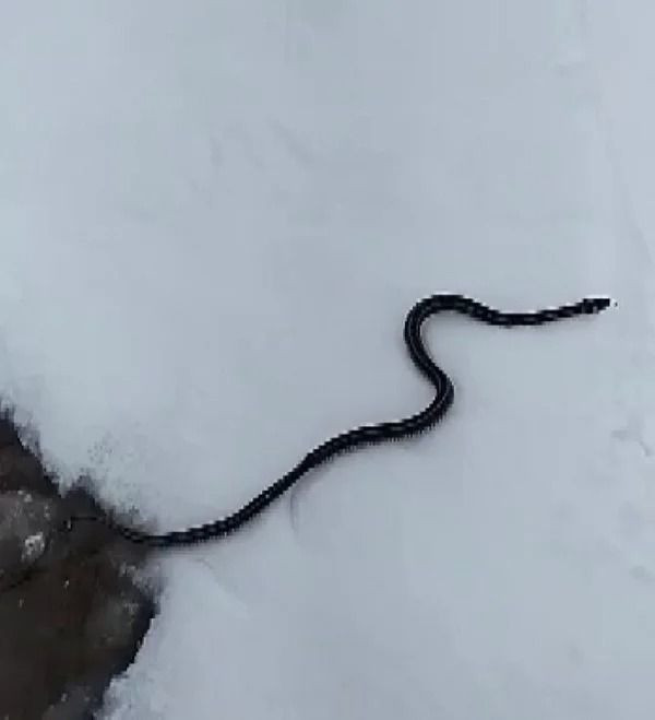 Muş'ta kar üzerinde görüntülenen yılan şaşırttı: İşte nedeni - Resim: 2