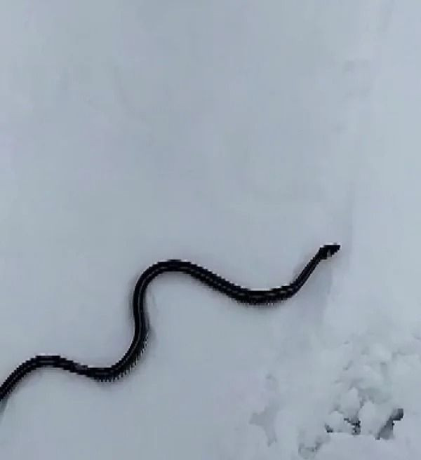Muş'ta kar üzerinde görüntülenen yılan şaşırttı: İşte nedeni - Resim: 1