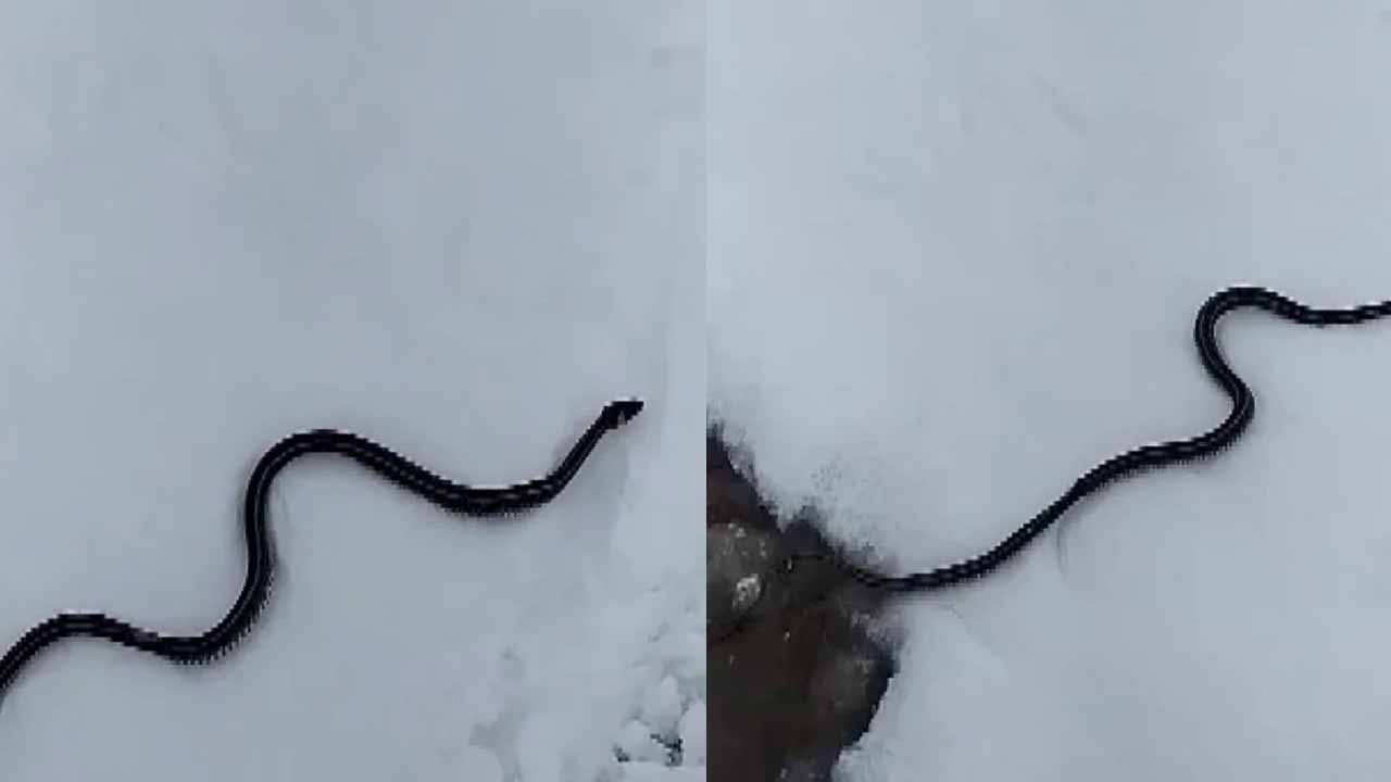 Muş'ta kar üzerinde görüntülenen yılan şaşırttı: İşte nedeni