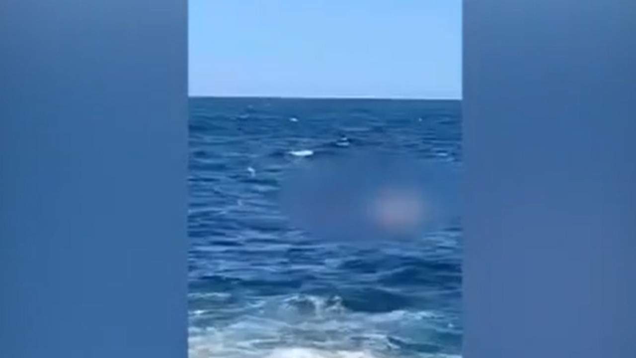 Katil köpekbalığı paniği! Kentte plajlar kapatıldı