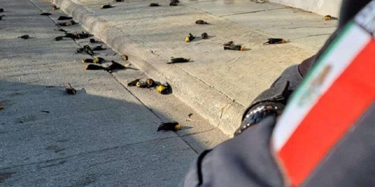 Korku filmi gibi... Gökten ölü kuş yağdı! Bilim insanları şaşkın