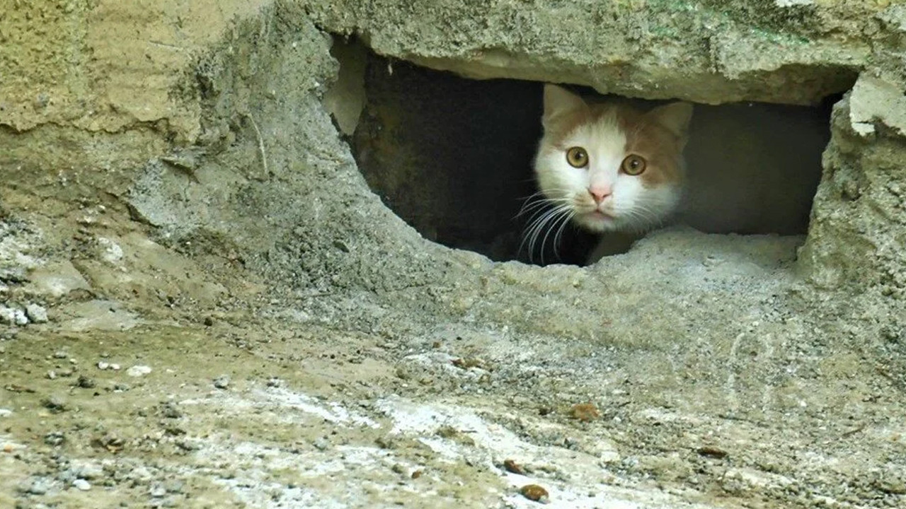 Kocaeli'de korkunç iddia: Kedileri canlı canlı gömdüler
