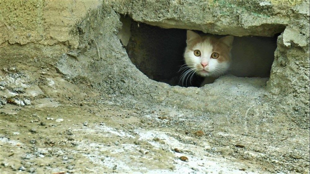 Kocaeli'de korkunç iddia: Kedileri canlı canlı gömdüler - Resim: 1