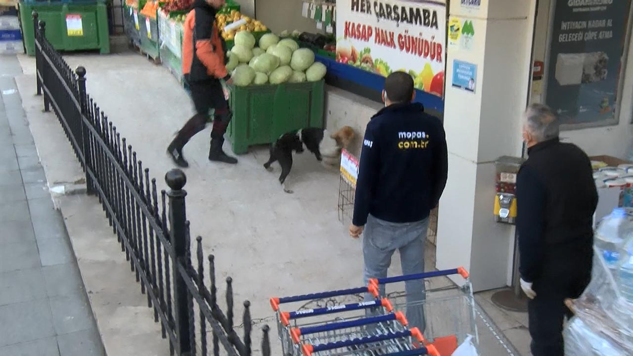 İstanbul'da başıboş pitbull mahalleyi birbirine kattı