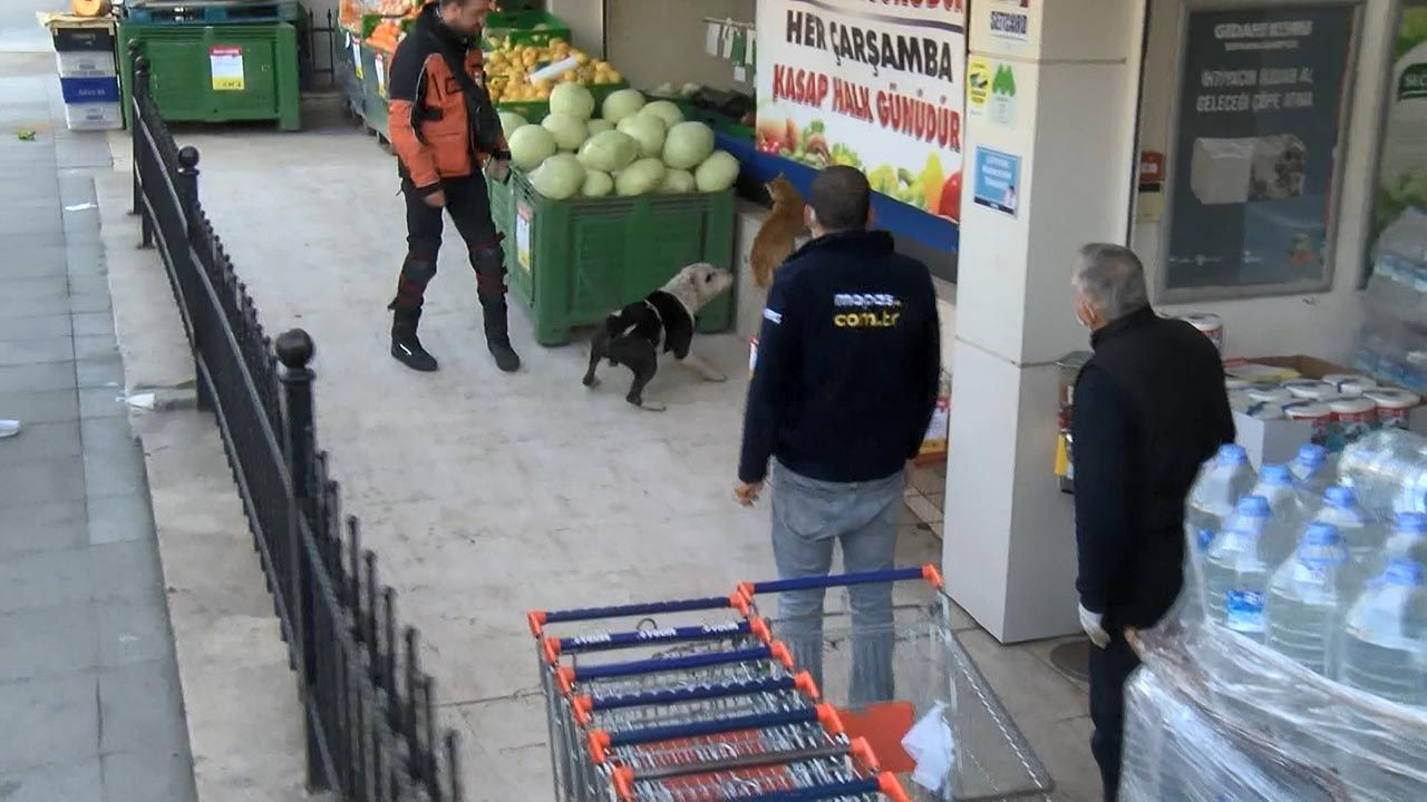 İstanbul'da başıboş pitbull mahalleyi birbirine kattı - Resim: 3