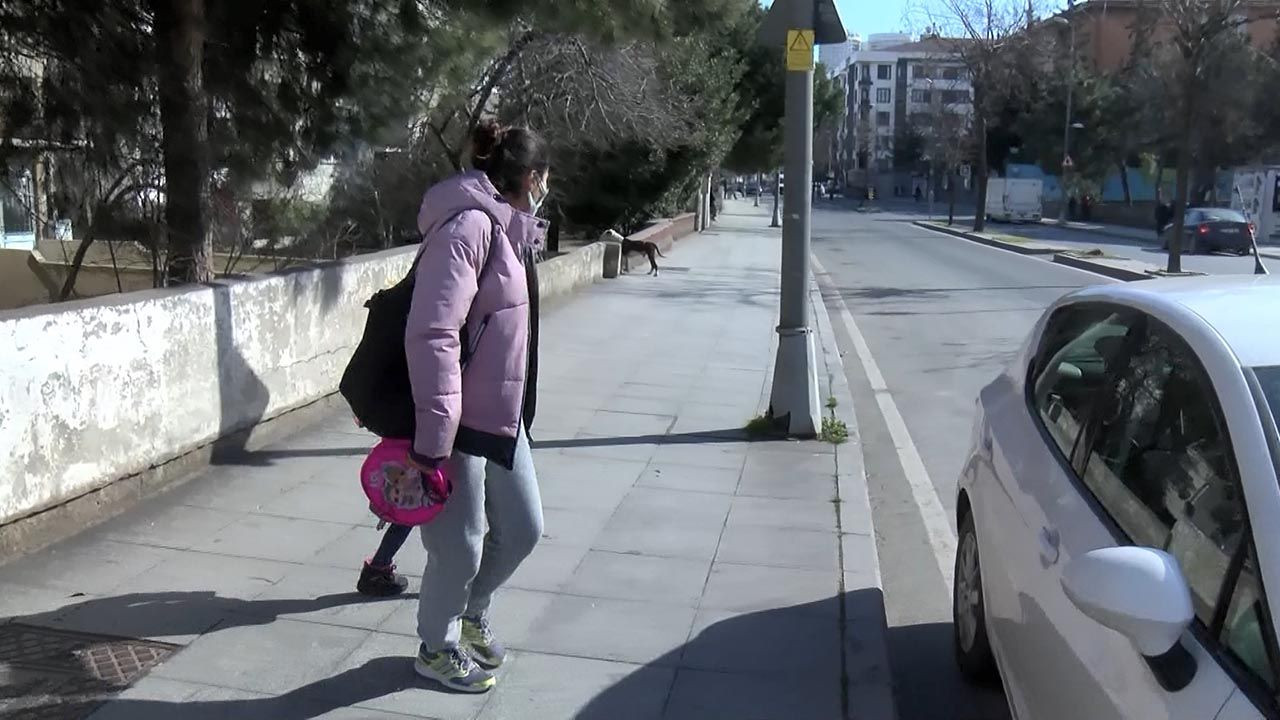 İstanbul'da başıboş pitbull mahalleyi birbirine kattı - Resim: 2