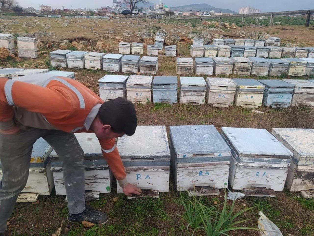 3 günde binlerce arı telef oldu