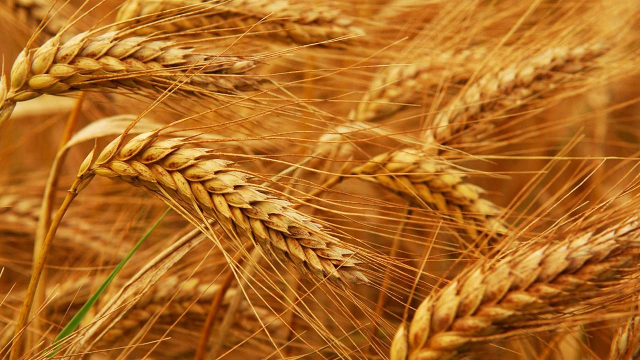 Buğday krizi için kabus senaryosu! Ne kadar süreceği açıklandı