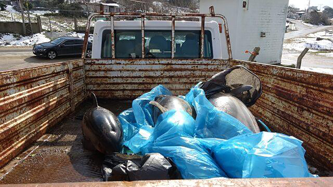 Korkutan görüntü: 15 ölü yunus kıyıya vurdu