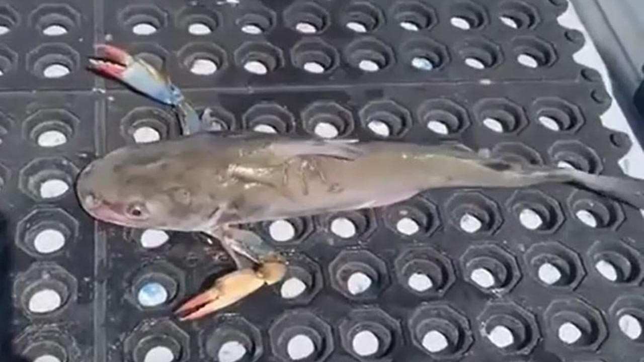 Bu sefer gerçekten bir canavar yakalandı: Istakoz kıskaçlı balık görenleri şoke etti