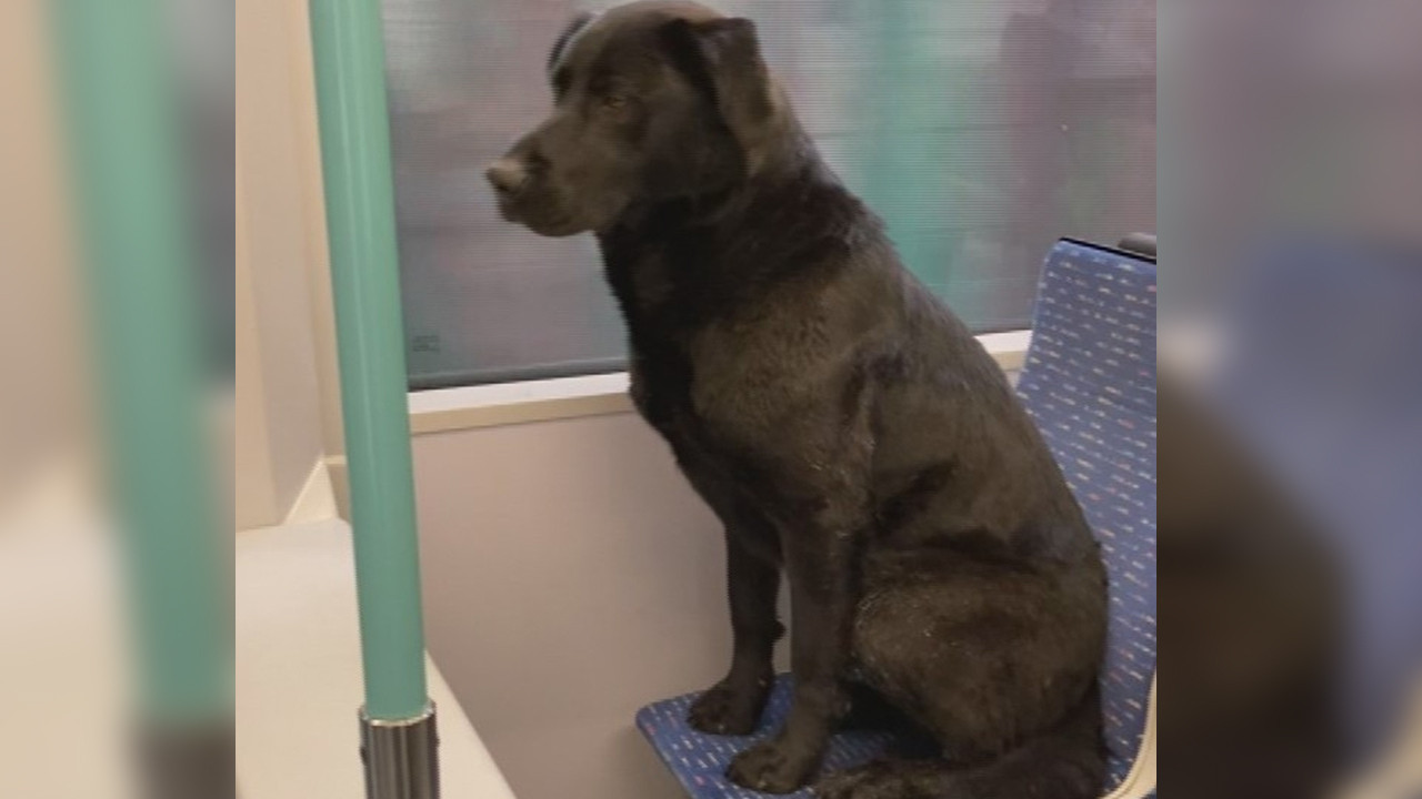 Tramvayda yolcudan yer isteyen köpek sosyal medyayı salladı