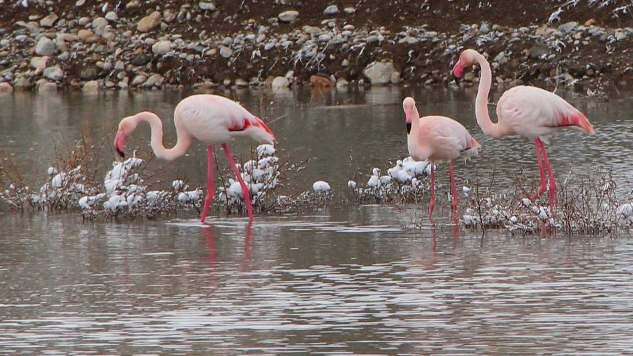 Göç yolundaki flamingoların Konya molası
