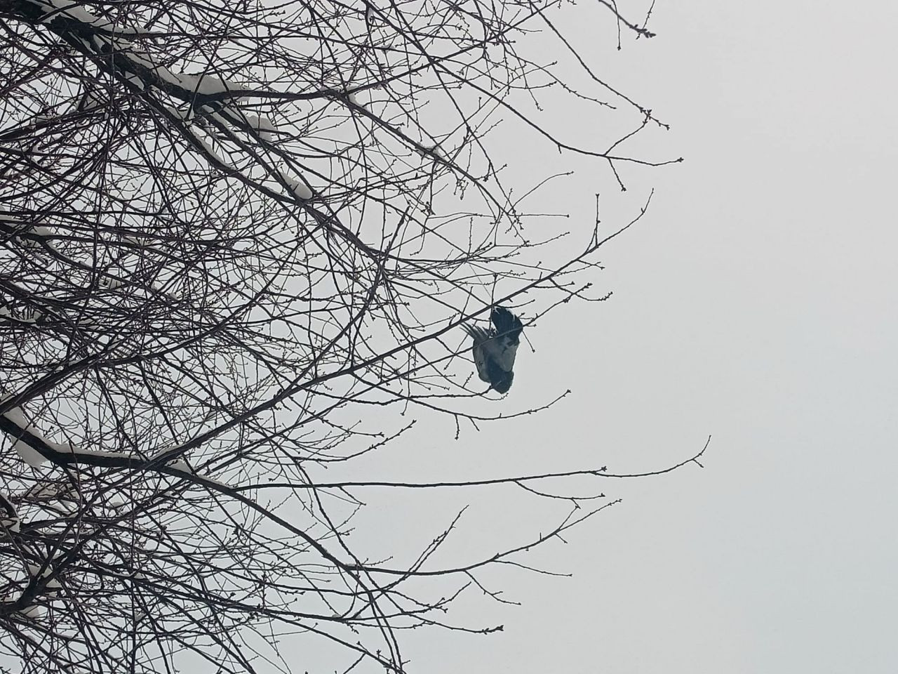 Bu fotoğraf Türkiye'den! Dondurucu soğuğa dayanamayan kuş ağaçta asılı kaldı - Resim: 1