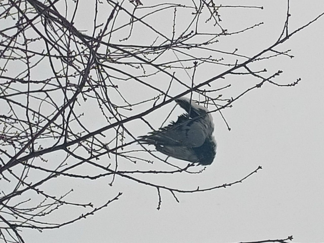 Bu fotoğraf Türkiye'den! Dondurucu soğuğa dayanamayan kuş ağaçta asılı kaldı - Resim: 2